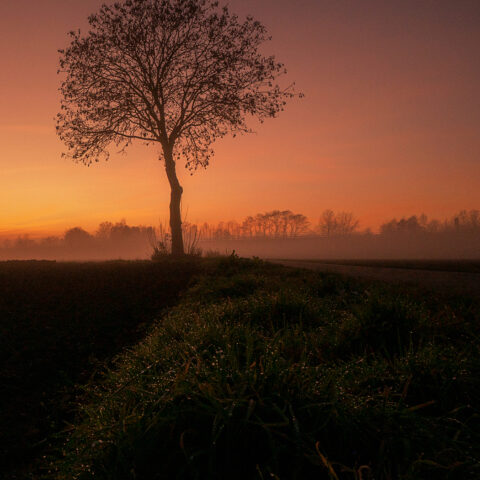 Baum_ingolstadt Baum_ingolstadt