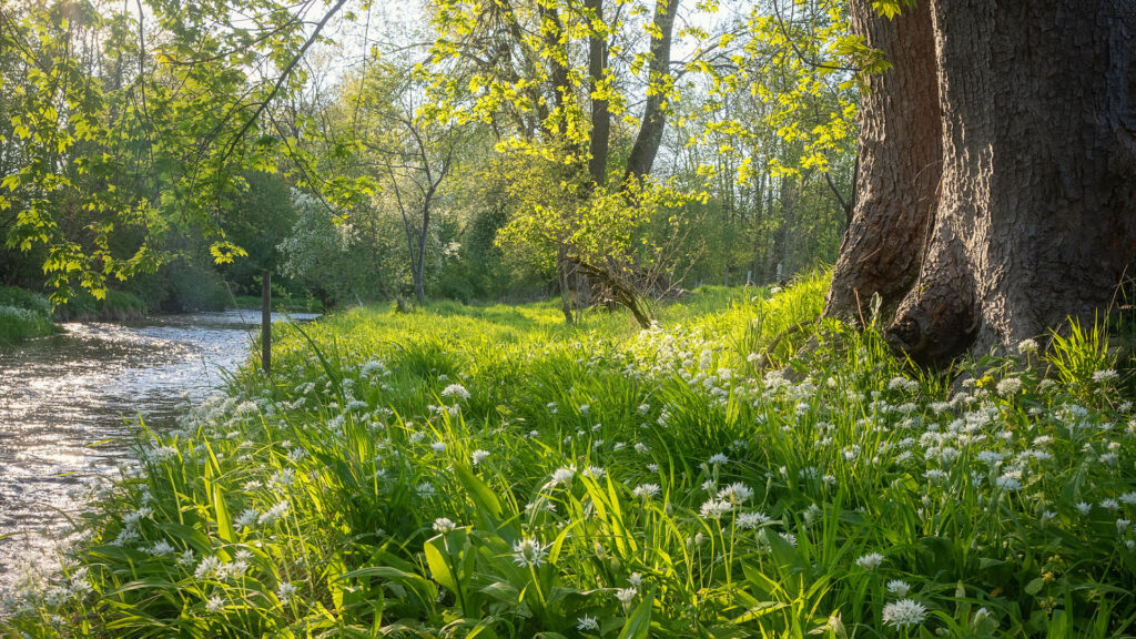 Bärlauch_bayern_fotograf_bayern